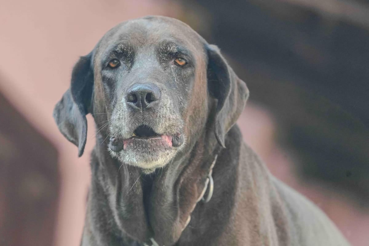 En El Chaltén, registrar al perro se paga en litros de nafta: la trama de un esquema municipal que se mide en módulos