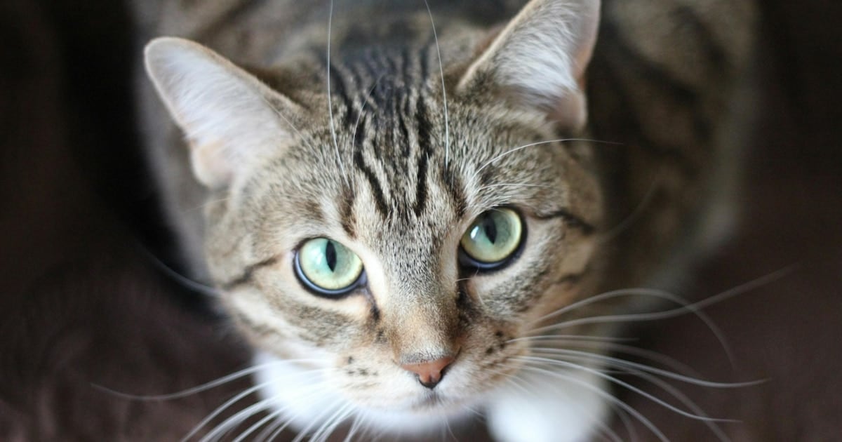 Un bicho que viaja en la materia fecal de los gatos y que también puede parasitar a las personas