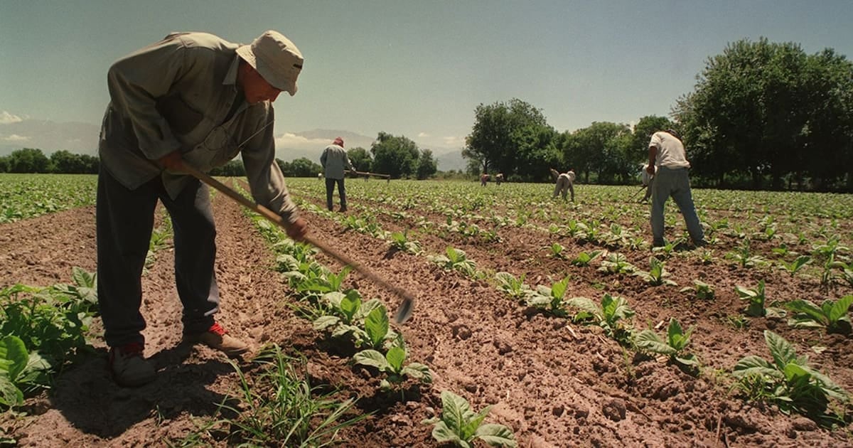 Trabajadores rurales temporarios conservan el piso de la AUH en sus asignaciones familiares por un año más