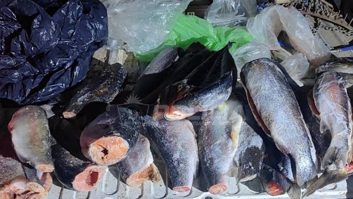 Antes de que abra la temporada de pesca en Neuquén, quedan pocas semanas para tentar la suerte en los embalses